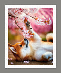 Pintoo H3957 Shiba among Flowers - 500 Piece Jigsaw Puzzle by Lazy Spring